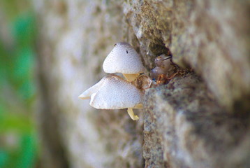 Fungus