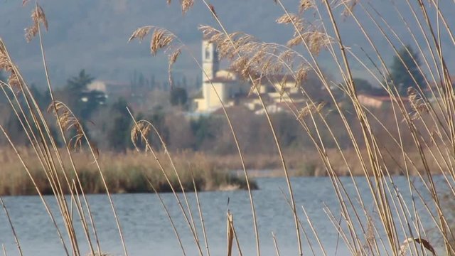 Canneto nello stagno