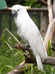 アオメキバタン