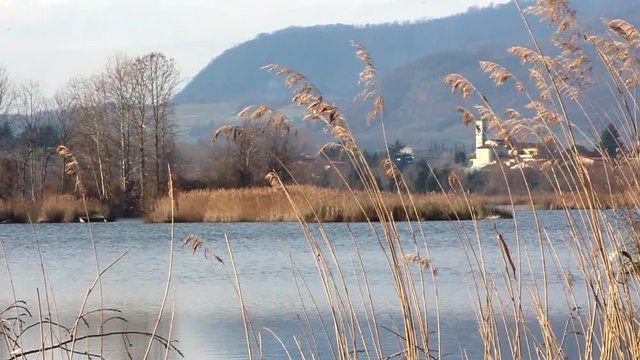 Canneto nello stagno