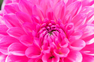 Textures pink flower close-up detail  by Macro lens .