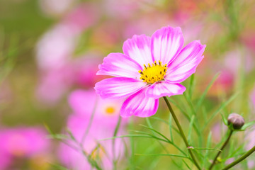Beautiful Pink cosmos flower blooming  in  spring day  by Macro lens .