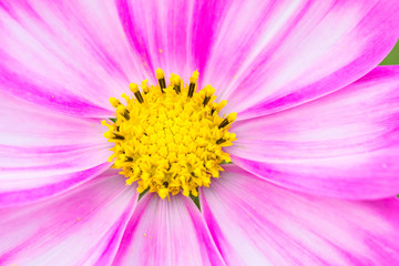 Obraz premium Beautiful Pink cosmos flower blooming in spring day by Macro lens .