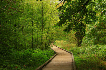 a picture of an Pacific Northwest forest trail