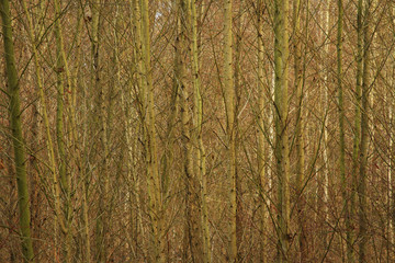 a picture of an Pacific Northwest forest of Alder trees in winter