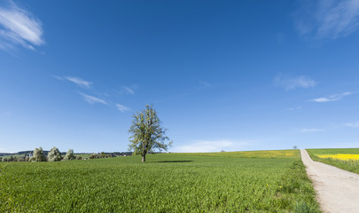 Asphalt road between  meadows  in Switzerland