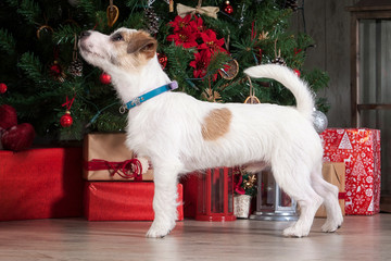 Dog. Young jack russell terrier on Christmas background