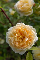 Blooming yellow rose in the garden on a sunny day.