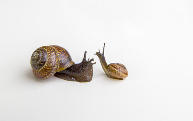 Two snails isolated on white background