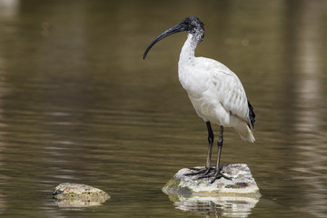 Australian White Ibis © Andrew