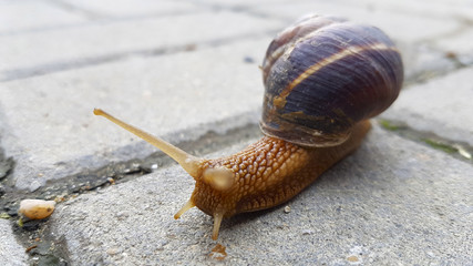 Snail crawls along the road close up