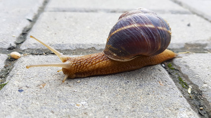 Snail crawls along the road close up