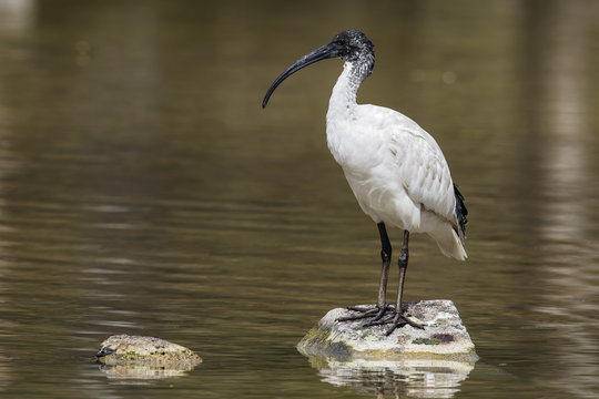 Australian White Ibis