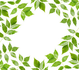 Naklejka premium Green leaves on white background