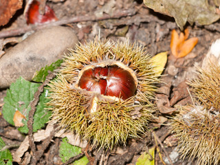 brown ripe fresh sweet chestnuts on forest floor with green shells