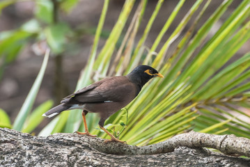     Common Myna,exotic black bird in Tahiti, French Polynesia 
