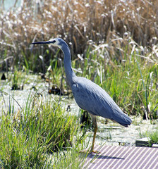 White faced Heron watching the world go by