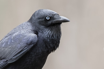 Fototapeta premium Little Raven