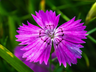 Pink carnation on the meadow in summer. Macro photography. Well seen the center of the flower.