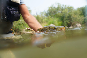 Fly fisherman catching brown trout in river