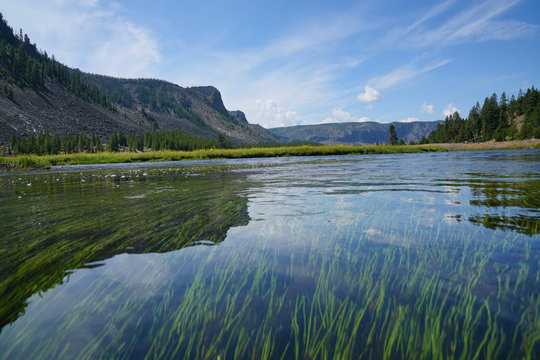 View of Madison river and aquatic plants, Yellowstone Park