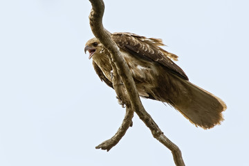 Whistling Kite
