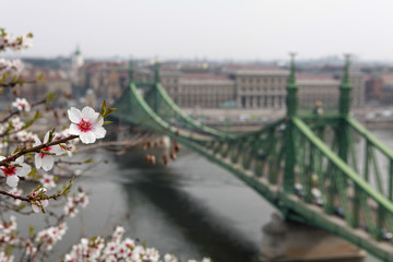 Liberty Bridge, Budapest - Hungary