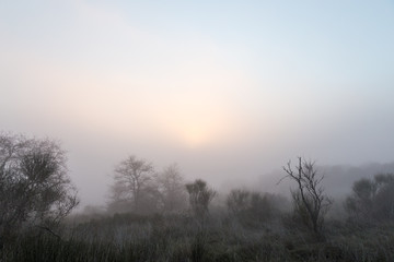 Fototapeta na wymiar Some trees and plants in the midst of low fog, with a sunrise just above