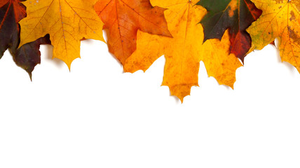 Fototapeta na wymiar Autumnal multi colored maple-leafs upside down