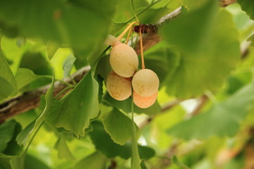ginkgo nut 