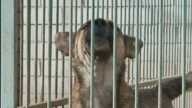 A dog in a cage in a dog nursery or shelter