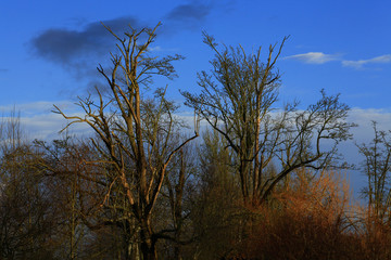 a picture of an Pacific Northwest forest in winter