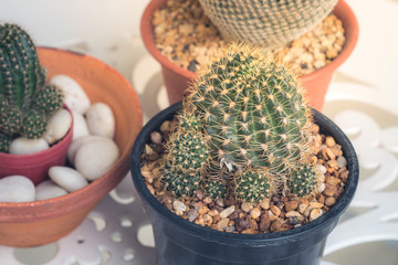 Small mini cactus in the garden