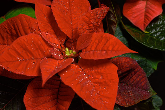 Red Poinsettia Flower, Euphorbia Pulcherrima, Nochebuena