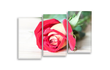 Frames set with beautiful red rose poster. Interior decor mock up	