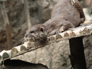 コツメカワウソ