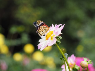 ダリアの花にツマグロヒョウモンチョウ