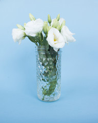 White Eustoma