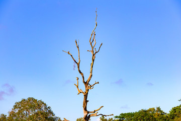 Early death with the sky as the background.