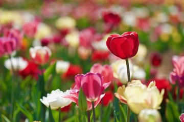 Tulipani