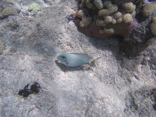 poisson © MICHEL