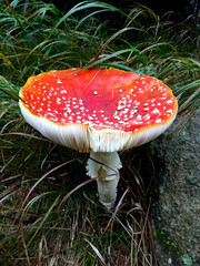 Fliegenpilz am Waldrand