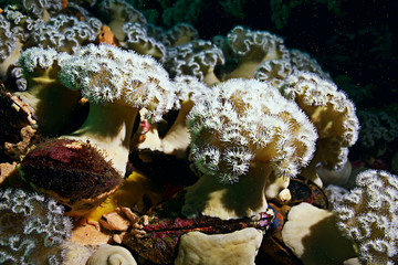 Obraz na płótnie Canvas colony of sea anemones under water corals