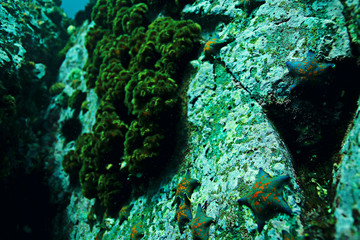 starfish underwater photo