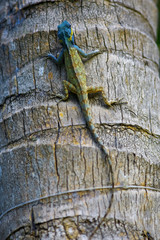 Lizard on the tree trunk