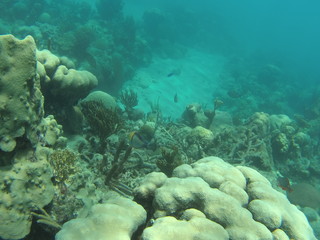 poisson