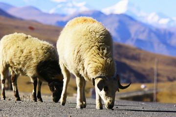 flock of sheep in the mountains