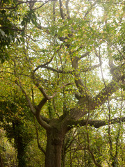 Fototapeta premium beautiful lush tree top scenery in autumn colours leaves fall outside country