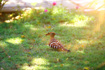 Bird on the grass in the tropics