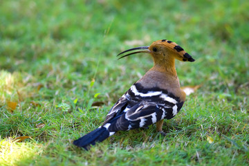 Bird on the grass in the tropics